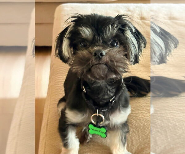 Medium Photo #3 Shih Tzu-Unknown Mix Puppy For Sale in New London, WI, USA