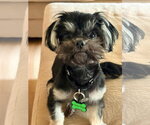 Small #2 Shih Tzu Mix