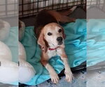 Small #6 Beagle