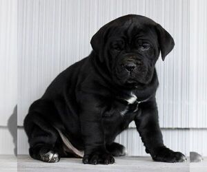 Cane Corso Puppy for sale in LANCASTER, PA, USA