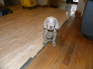 Medium Weimaraner