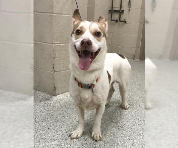 Medium Photo #1 American Pit Bull Terrier-Pembroke Welsh Corgi Mix Puppy For Sale in Conroe, TX, USA