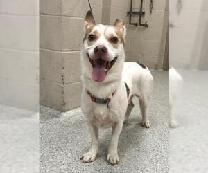 American Pit Bull Terrier-Pembroke Welsh Corgi Mix Dogs for adoption in Conroe, TX, USA