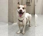 Small American Pit Bull Terrier-Pembroke Welsh Corgi Mix