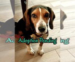 Small Photo #11 Beagle Puppy For Sale in Dunnellon, FL, USA
