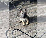 Small #1 German Shepherd Dog Mix