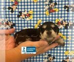 Small Photo #3 Schnoodle (Miniature) Puppy For Sale in WINNSBORO, LA, USA