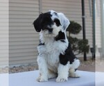 Small Photo #4 Portuguese Water Dog Puppy For Sale in STRASBURG, PA, USA