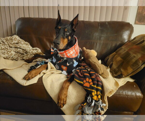 Medium Photo #3 Doberman Pinscher Puppy For Sale in Minneaoplis, MN, USA