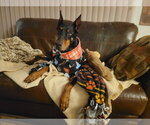 Small #2 Doberman Pinscher