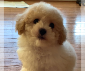 Poodle (Miniature) Puppy for Sale in HIGH POINT, North Carolina USA
