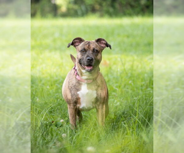 Medium Photo #2 American Pit Bull Terrier Puppy For Sale in Derwood, MD, USA