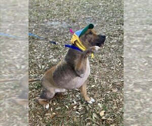 American Staffordshire Terrier Dogs for adoption in Vero Beach, FL, USA