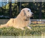 Small #7 English Cream Golden Retriever