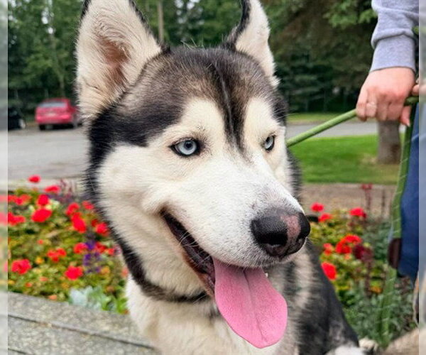Medium Photo #1 Alaskan Malamute-Unknown Mix Puppy For Sale in Anchorage, AK, USA