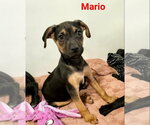 Small #6 Australian Shepherd Mix