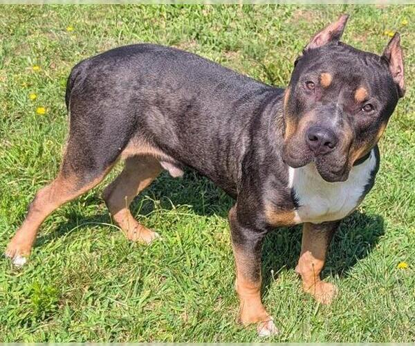 Medium Photo #1 American Pit Bull Terrier-Bulldog Mix Puppy For Sale in Akron, OH, USA