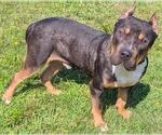 Small American Pit Bull Terrier-Bulldog Mix