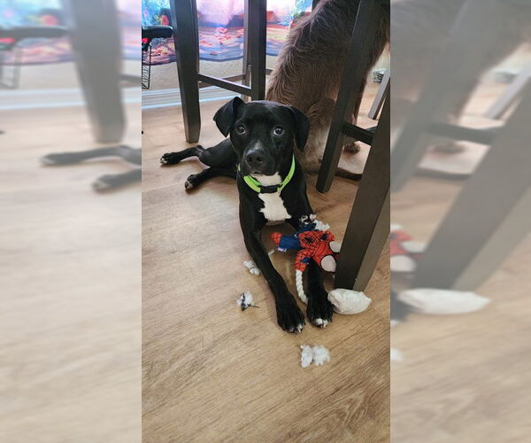 Medium Photo #3 American Pit Bull Terrier-Labrador Retriever Mix Puppy For Sale in Ocala, FL, USA