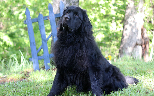 Medium Photo #1 Newfoundland Puppy For Sale in ROGERS, AR, USA