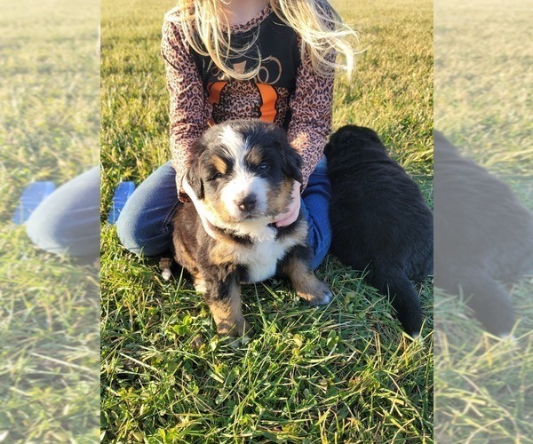 Medium Photo #17 Bernese Mountain Dog Puppy For Sale in PAXTON, IL, USA