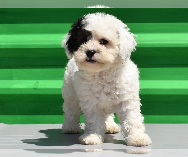 Medium Photo #14 Havanese-Maltipoo Mix Puppy For Sale in SAN DIEGO, CA, USA