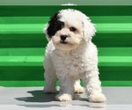Small Photo #14 Havanese-Maltipoo Mix Puppy For Sale in SAN DIEGO, CA, USA