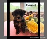 Small #1 Poodle (Toy)-Yorkshire Terrier Mix