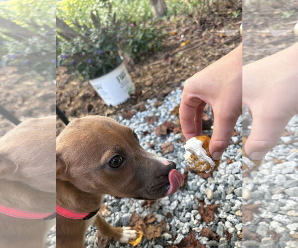 Medium Photo #7 American Pit Bull Terrier-Unknown Mix Puppy For Sale in Holly Springs, NC, USA