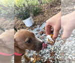 Small #6 American Pit Bull Terrier Mix
