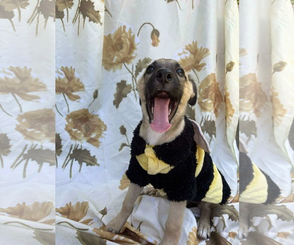 Medium Photo #2 Labrador Retriever-Unknown Mix Puppy For Sale in NYC, NY, USA