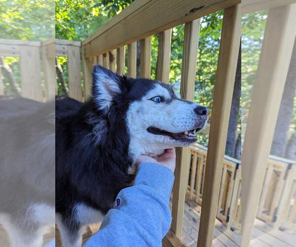 Medium Photo #5 Siberian Husky-Unknown Mix Puppy For Sale in Holly Springs, NC, USA