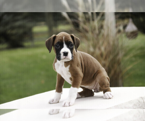 Medium Photo #8 Boxer Puppy For Sale in SHIPSHEWANA, IN, USA