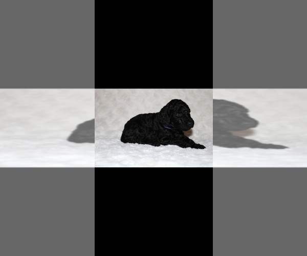 Medium Photo #3 Poodle (Standard) Puppy For Sale in SPRING, TX, USA