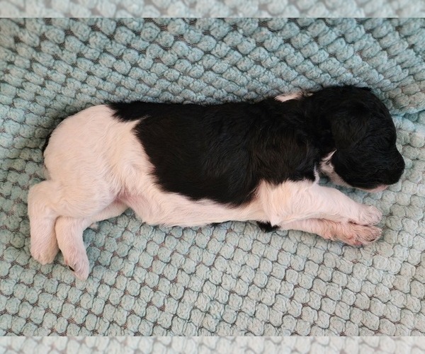 Medium Photo #12 Poodle (Standard) Puppy For Sale in CLAYTON, WA, USA