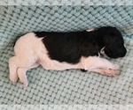Small Photo #12 Poodle (Standard) Puppy For Sale in CLAYTON, WA, USA