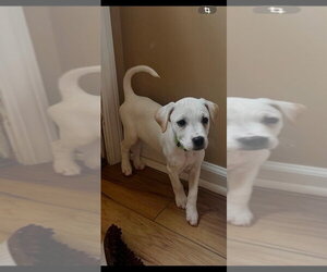 Jack Russell Terrier-Unknown Mix Dogs for adoption in Aurora, IN, USA