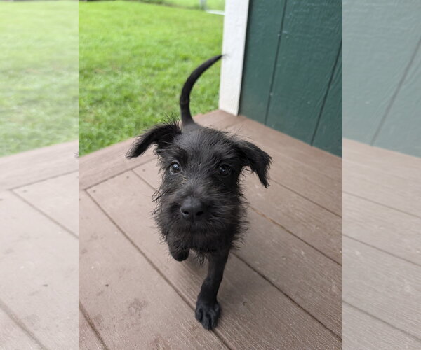 Medium Photo #2 Labrador Retriever-Unknown Mix Puppy For Sale in The Woodlands, TX, USA