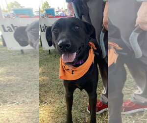 Labrador Retriever-Unknown Mix Dogs for adoption in San Diego, CA, USA