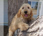 Puppy 2 Goldendoodle