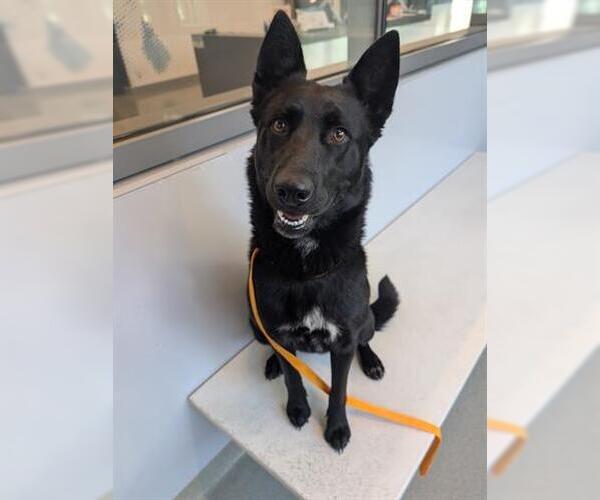 Medium Photo #1 German Shepherd Dog Puppy For Sale in San Martin, CA, USA