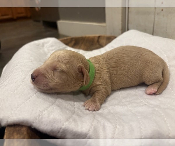 Medium Photo #1 Dachshund Puppy For Sale in MARSHFIELD, MO, USA