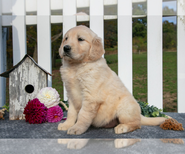 Medium Photo #3 Golden Retriever Puppy For Sale in HOLMESVILLE, OH, USA