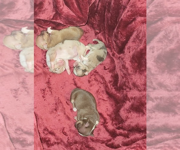 Medium Photo #4 Chihuahua Puppy For Sale in ATTALLA, AL, USA