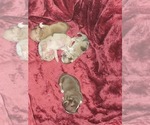 Small #1 Chihuahua