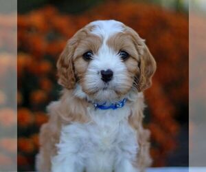 Cavapoo Puppy for sale in ANNVILLE, PA, USA