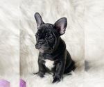 Small Photo #1 French Bulldog Puppy For Sale in DELTA, CO, USA