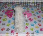 Small #9 Schnoodle (Miniature)
