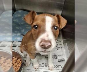 Parson Russell Terrier Mix Dog for Adoption in Bakersfield, California USA