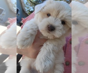 Maltese Puppy for sale in ROYAL OAKS, CA, USA